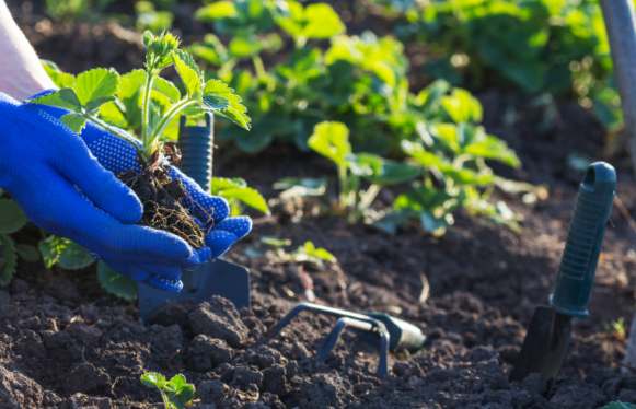 Quand s’effectue la plantation des fraises en jardinière ?