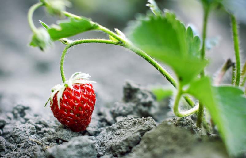 Quand planter des fraisiers en jardinière ?